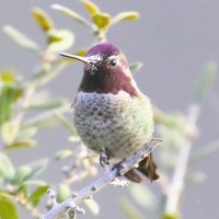 TexasBirder(@RubeSA47) 's Twitter Profile Photo