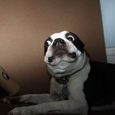 danonkizz's profile picture. 