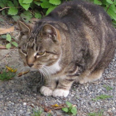 Aida_guiterlove's profile picture. ギターと猫大好きなアラフォー社畜。不定期で弾き語り配信やってます。 Oasis、ELLEGARDEN、Back number、アジカン、［Alexandros］などのコピーの他、オリジナルもボチボチ。 サッカー（川崎フロンターレ）ファン。今の日本に激しく憤り中。