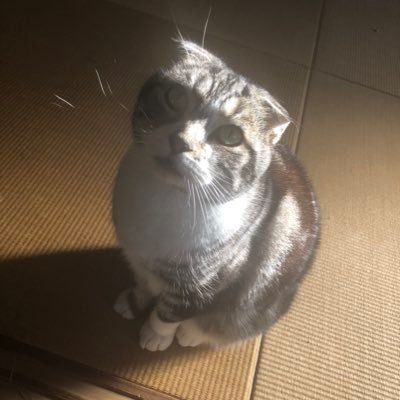 Satoshi_W0211's profile picture. アイコンの写真は飼ってる猫です。いい年して今更副業で稼げるようにスキルアップしたい人 RaiseTech WordPressコース受講生