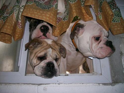 tammykay0909's profile picture. I love Bulldogs!!!