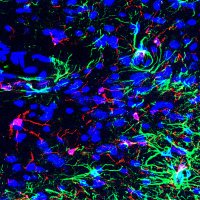 Chandra Lab (@schandralab) 's Twitter Profile Photo Chandra Lab (@schandralab) 's Twitter Profile Photo