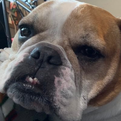 Most educated Bulldog in America trolling all the idiotic and dumbest Conseratives/Republicans on this platform!!!