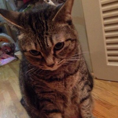 karisuma333_'s profile picture. 猫が好き。保護猫活動もやってます