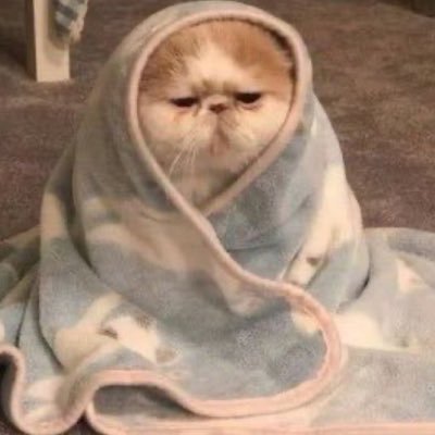 h8techan's profile picture. 🦆🪖🪶🍘 | seemingly a cat page 🏀