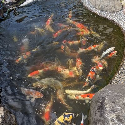 生き物を飼育するのが好きです！
釣りが大好きで息子と良くやっています。
川釣りメインです。

クレーンゲームに沼り倒してます😱

鯉キチですぞ🐟️