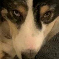BlazinAzn (@blazinazn4) 's Twitter Profile