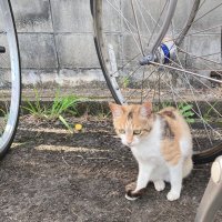 みつた (@mochigome_meme) Twitter profile photo