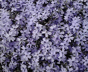 cameri_no's profile picture. 