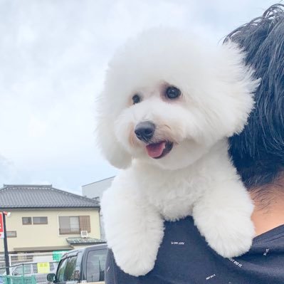 ビションフリーゼのまろちゃん🐶カリカリ嫌い🌻もふもふ🐶