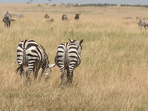 zenohbia's profile picture. 