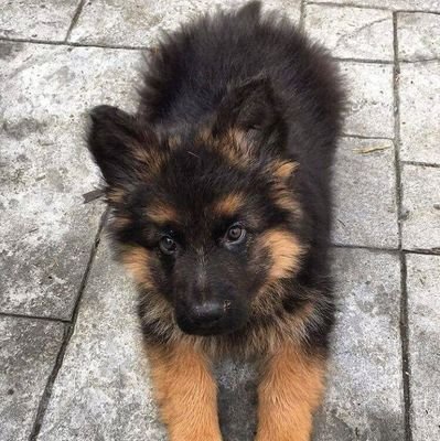 Send Your #germanshepherd  Photos To Be Featured💪
 🌍  worldwide shipping
 🎯 100% Quality Guarantee
 🙀 I Will Do My Best to Make You Happy.
 SHOP HERE👇👇👇