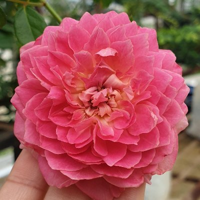 k28268132's profile picture. Forgive me