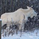 Marlene Salisbury - @MKSBART - Twitter