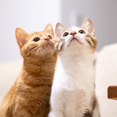 かうすとぼたん キジ白と茶トラ猫 Kausu Botan Twitter