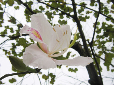 minhhai3b's profile picture. Think Simple, Make it Better. Game Developer, Server Dev Lover