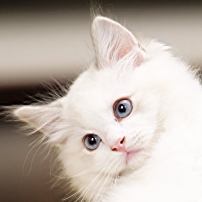 メルの日記 ラグドール かまぼこになり切る猫です 猫好きさんと繋がりたい 猫のいる暮らし 猫 Cat ラグドール