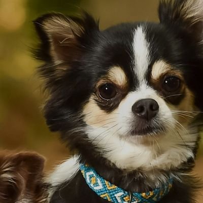 BirdyExpress's profile picture. Takecare Yourself.