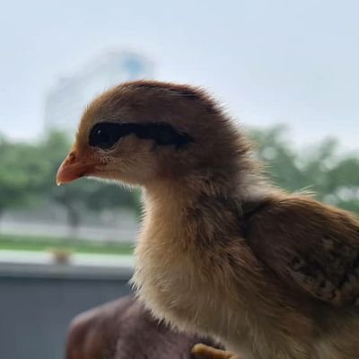 Rajandrann2's profile picture. 