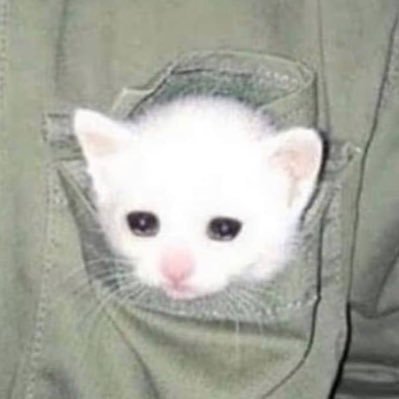 melatoninzs's profile picture. i like chickens