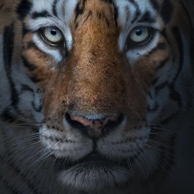 sonade87's profile picture. 