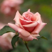 Rosa Carmen (@rosacarmenjor) 's Twitter Profile Photo Rosa Carmen (@rosacarmenjor) 's Twitter Profile Photo