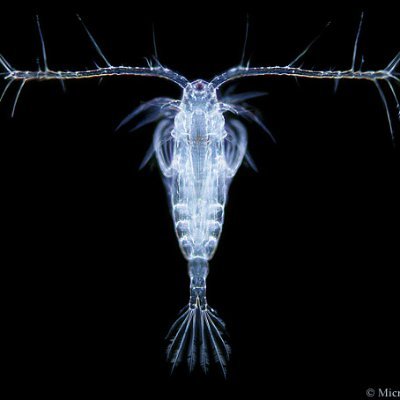 Copepods do what copepods do
