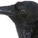 Michael Dux - @DogUncleXray - Twitter