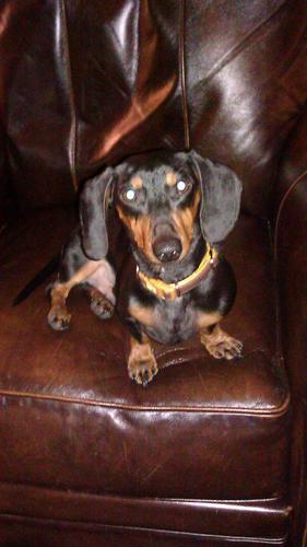 BrianC1977's profile picture. War Damn Eagle!