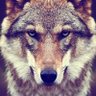 Canis_lupus1918's profile picture. 