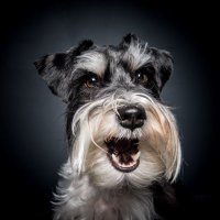 Robert Robitaille (@robitrob) 's Twitter Profile