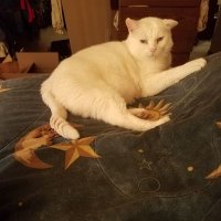 Albee A. Mouser (@savehoodcat) 's Twitter Profile