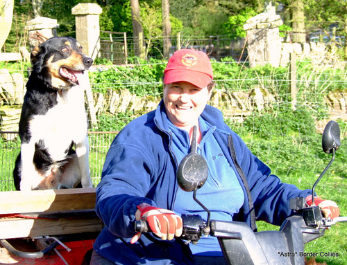Breeder of ISDS Border Collies and Trainer of working Sheepdogs and their Handlers.