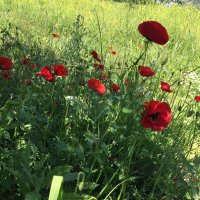 AYŞE GÜLMEZ (@ayseglmesene) 's Twitter Profile