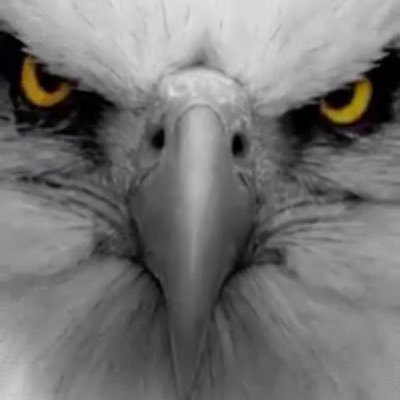 PMitroff's profile picture. 