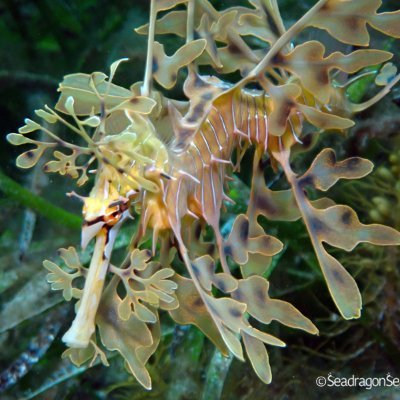 SeadragonSearch is a community-driven project that uses artificial intelligence tools to analyze seadragon photos and generate data needed for conservation.