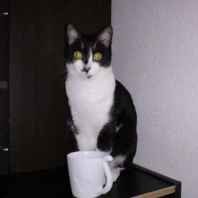おひな 迷い猫 東京亀戸 Ohina Neko3 Twitter おひな 迷い猫 東京亀戸 Ohina Neko3 Twitter