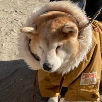ポテチ (@p0gvmiizbupuehx) Twitter profile photo