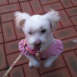 doremimimi's profile picture. 