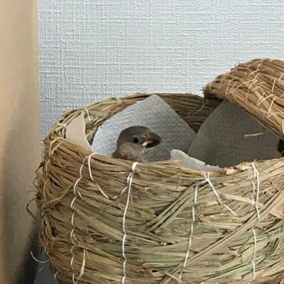gin_yos's profile picture. ラジオ聴く