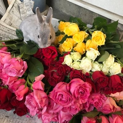 tblxahnsvNzWTSB's profile picture. 自称、エシカルおばさんとして環境のイベントを企画したり、開催してます。最近はSDGsについても賛同頂ける方々と、どんどん繋がっていてこれからが大変楽しみです。薔薇売り天使のお仕事は、はねだしの薔薇を売って薔薇農家さんの支援をしています。