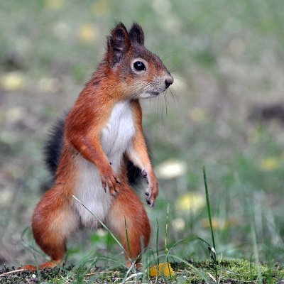 Tech Visionary Guru Ninja Sex Machine Evangelist. Invisible Aluminum Squirrel. Inventor of Food.