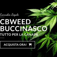 CBWEED BUCCINASCO(@CBWBUCCINASCO) 's Twitter Profile Photo