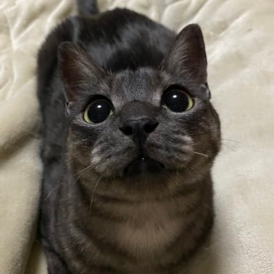 25↑30↓ 猫を飼っているためアレルギーをお持ちの方はご遠慮ください！ あんスタ こはく/HiMERU Crazy:B箱推し 茨/ジュン Eden箱推し 巽/マヨイ/創/奏汰/泉/レオ/敬人 アイナナ悠/陸ZOOL箱推し