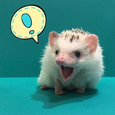 Harry__channel's profile picture. ハリネズミさん・ハムスターさん・カワウソさん、HARRYで暮らしている動物さん達の動画で癒しをお届け💁♀️
