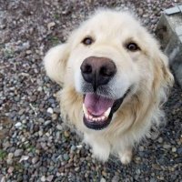 シモ (@is1vq4vn8qyppup) 's Twitter Profile