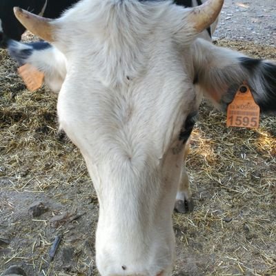 Oscarakus's profile picture. Con Sauron se vivía mejor.