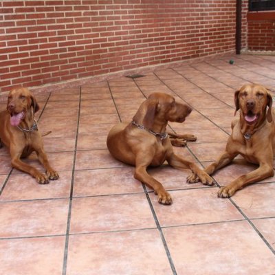 Trabajadora Social, amante de los animales, hobby manualidades y artesanias.