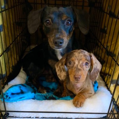 Black & Brindle Pickle 🐾 (April 2020) and Chocolate Dapple Coco 🐶 (September 2020) miniature dachshund sisters. Love ear-time, eating and walkies. Say hi!