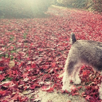 日頃の徒然なることを呟きます。 愛犬を失ってから不安定。愛犬を返して欲しい。楽しいこと、好きなこと、全て封印するから愛犬を 返して欲しい。2020年9月7日に愛犬が8歳で天国へ逝ってしまいました。ミニチュアシュナウザーの男の子でした。